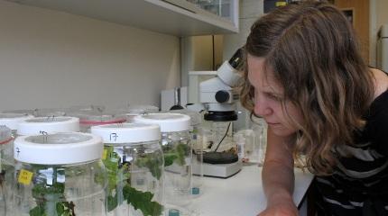 NIW Research profile: Katy Reed