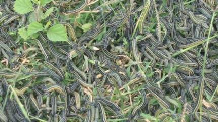 NIW Insect of the day: African armyworm
