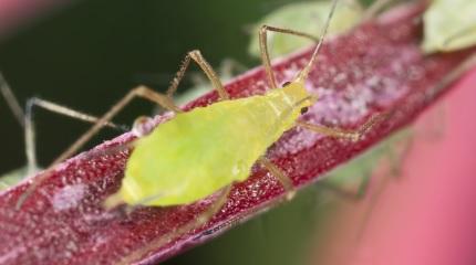Aphid experts unite to discuss latest research (video)