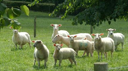Increased lamb survival and improved dairy cow health offered by planting trees