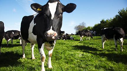 Harper Adams University and Dairy Crest sign £4 million investment deal for dedicated food innovation centre