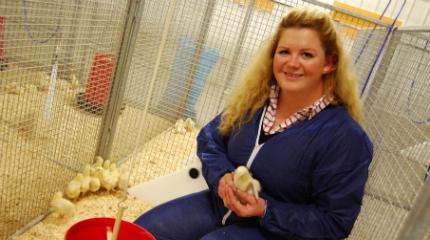 Student research to help poultry producers (video)