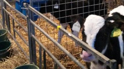 Student research to improve calf rearing (video)