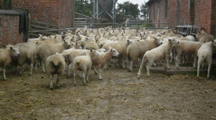 Student research investigates impact of sheep shearing (video)