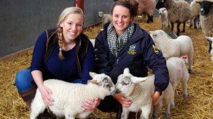 Student research to improve lamb survival rate (video)