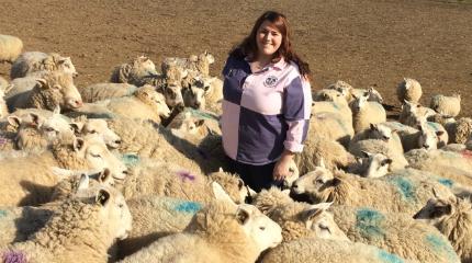 Research to improve marketing of Welsh lamb