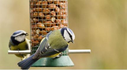 Research to improve garden bird feeding
