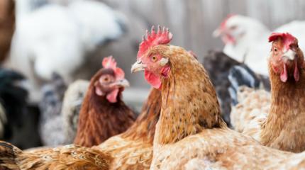 Bulgarian poultry industry on the up