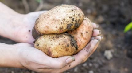 Potato pest research to be shared at international conference