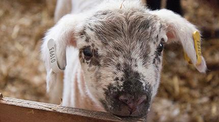 Lambing at university farm