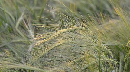 Historic crop holds key to health benefits