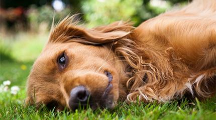 Animal Behaviour and Welfare course receives accreditation