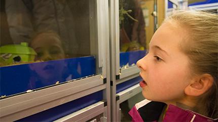 Local Brownies visit Harper Adams University to earn animal badge