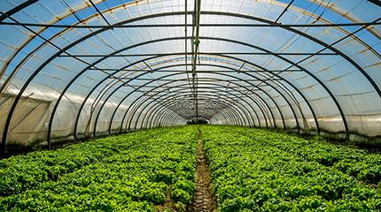 Harper Adams researchers publish reviews to celebrate a century of horticultural science