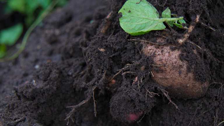 Harper Adams to host fifth Symposium of Potato Cyst Nematode Management 