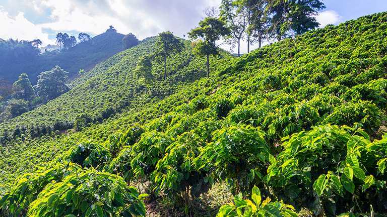 AHRC funding awarded for work to seek resolutions to agricultural conflict in Colombia. 