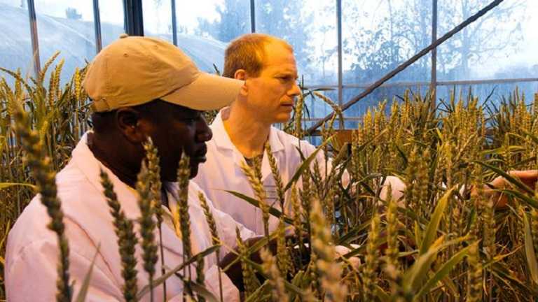 British Society for Plant Pathology to mark 40th anniversary with fully-funded studentship at Harper Adams University