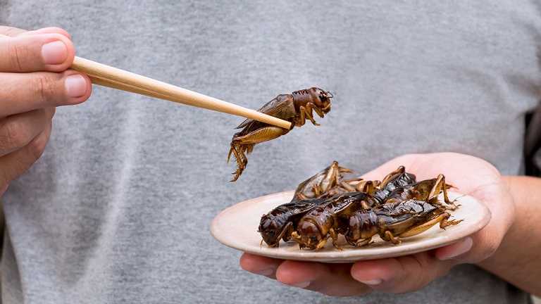 How do you like your insects, ground or whole? Student research looks at whether insects are the next new meat replacement. 