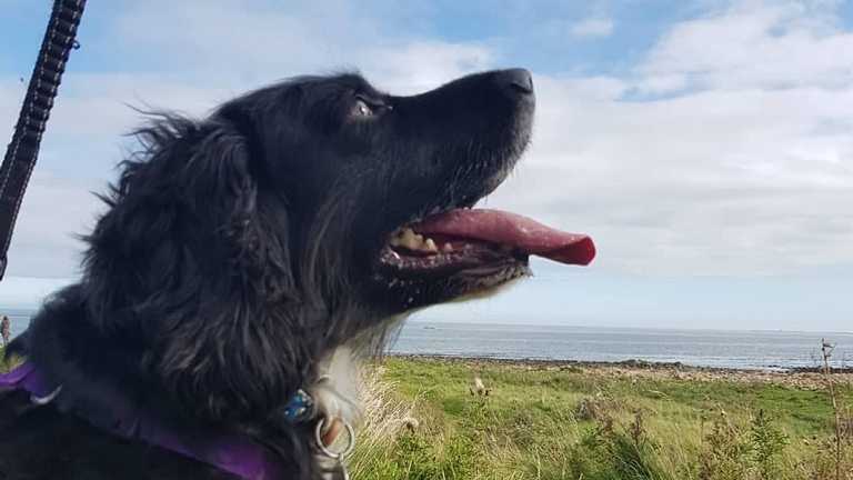 Pet owners whose dogs suffer joint stiffness sought for new exercise study