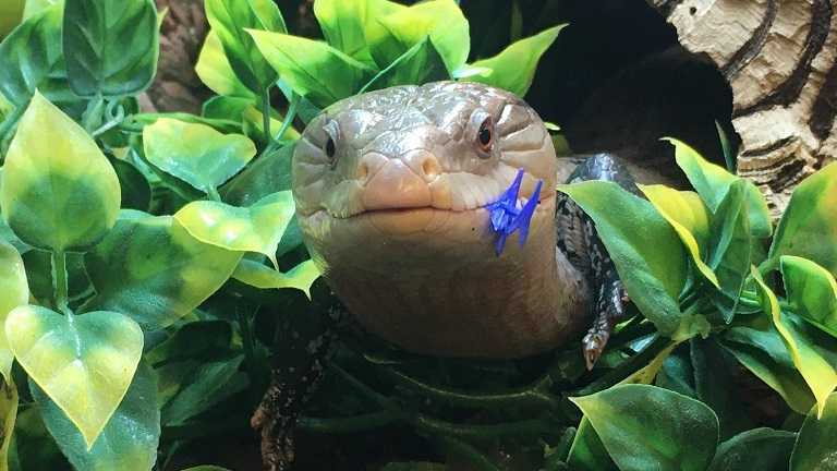 Harper Adams' companion animals get new menu thanks to innovative placement project