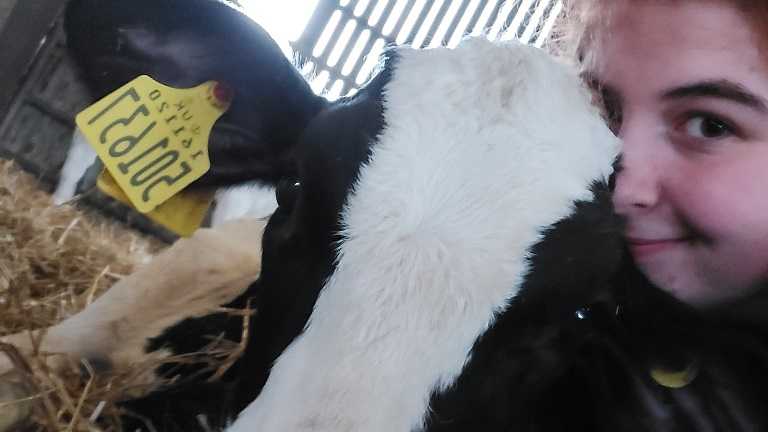 Farmers’ and vets’ views on the benefits of physiotherapy for cows underlined by student research