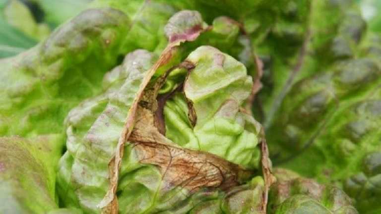 Harper Adams researchers receive funding for new fresh produce collaboration