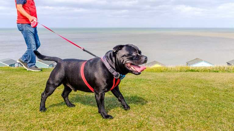 Dog owners’ help sought for harness design research