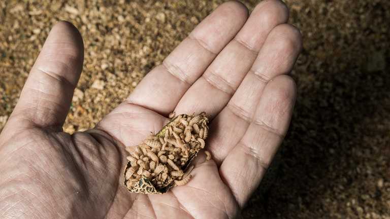 PhD project to examine how insects could help make livestock production more sustainable