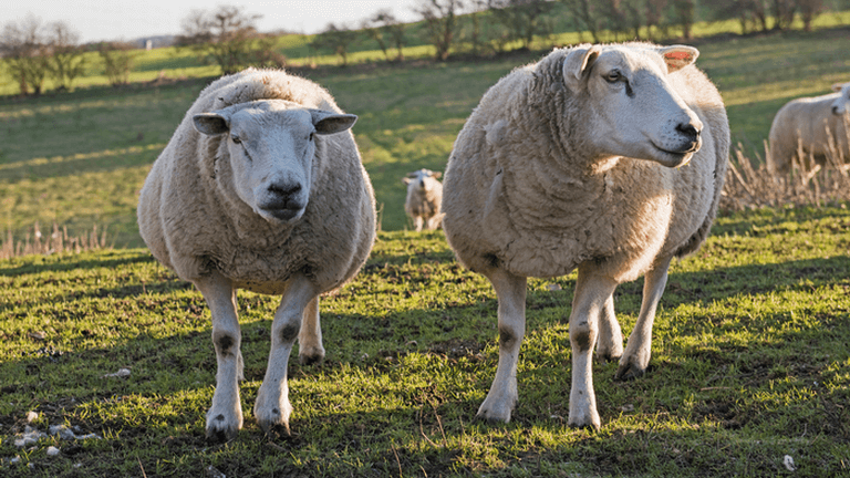 Economic insights into low carbon sheep project to be explored through new Master of Research post