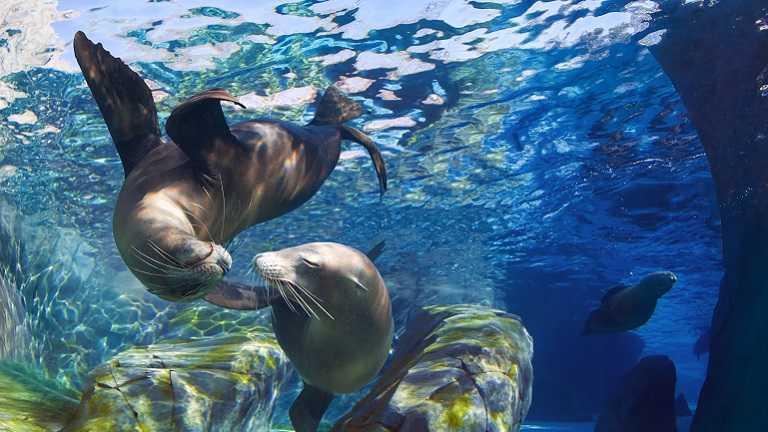 Carnivores in zoos react positively to improvements to their enclosures, new research suggests