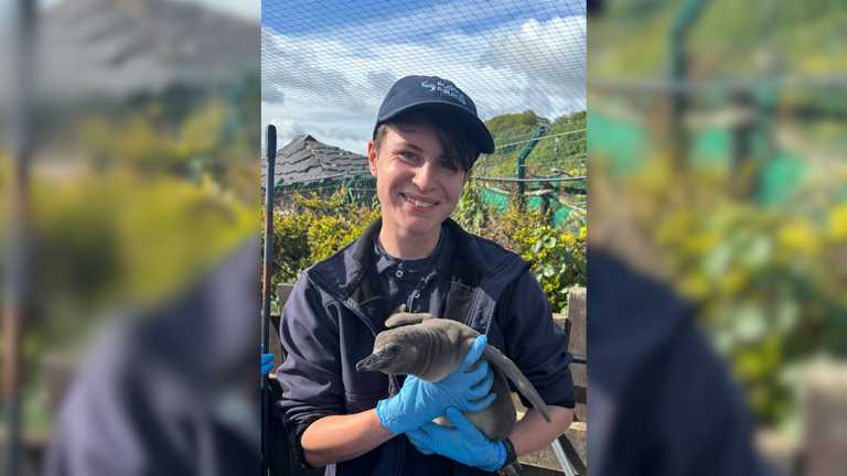 Zoology student secures rare opportunity to care for penguin chicks