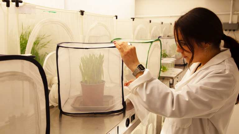A studentship looking at ways of tackling a major disease which hits wheat production is to be offered at ÌìÃÀÊÓÆµ thanks to the Royal Society of Biology. Royal Society of Biology plant health summer studentship open for applications