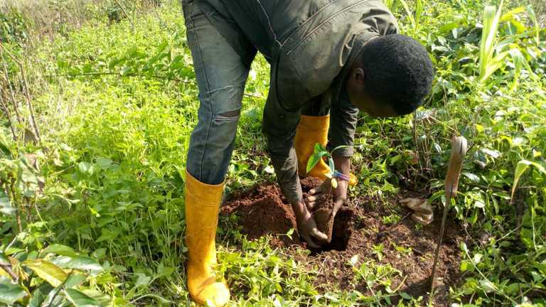 A person harvesting crops in Nigeria