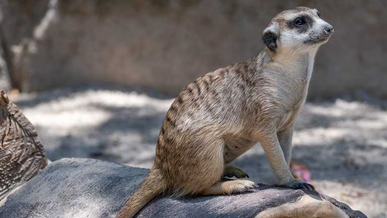 A meerkat sits on a feature in a zoo