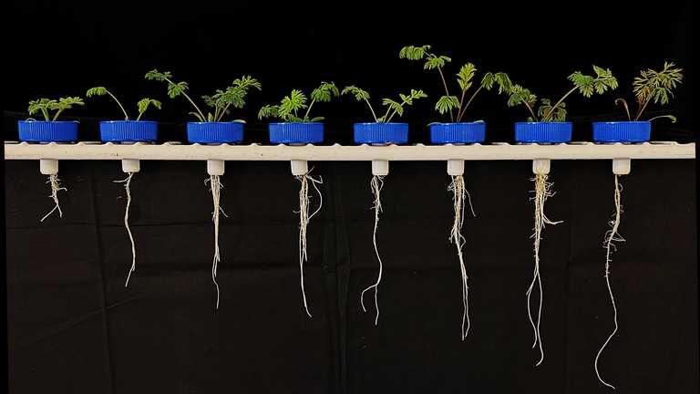 Rooting traits that could improve stress resilience are being explored in carrots