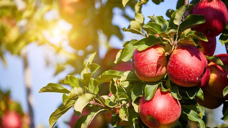 Apples in a fruit orchard ready to be picked