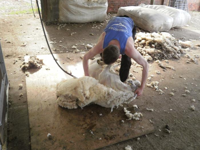 Craig in action shearing