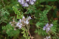 Phacelia has already been shown to attract bees