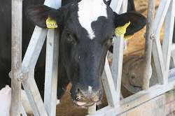 The dairy unit at Harper Adams