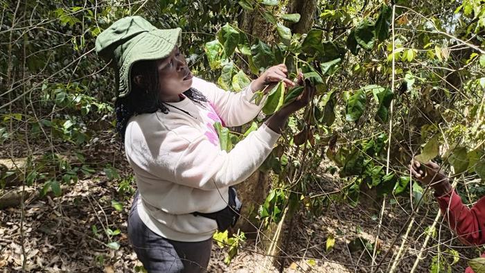 Field work was conducted for the orject in Kenya by Angeline Mwova 