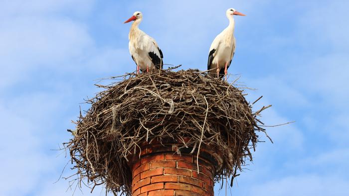 A pair of white storks nesting in a chimney