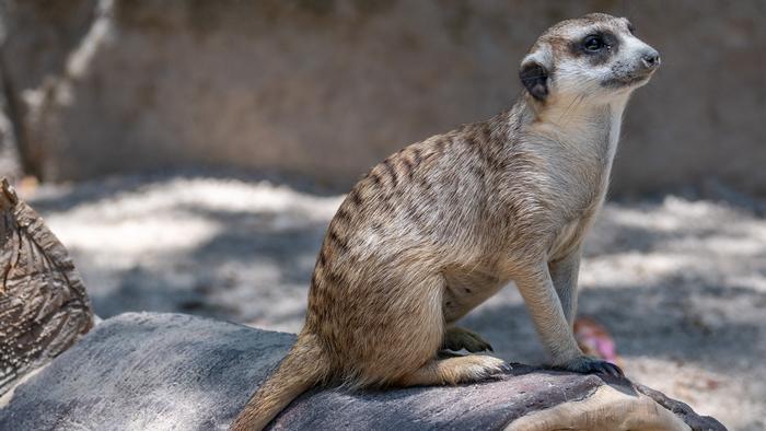 A meerkat sits on a feature in a zoo