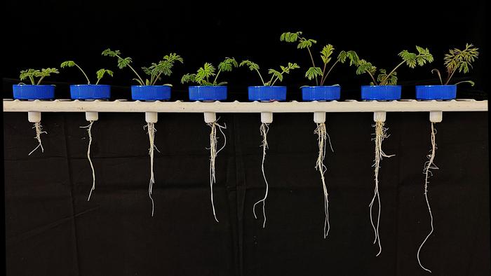 Rooting traits that could improve stress resilience are being explored in carrots