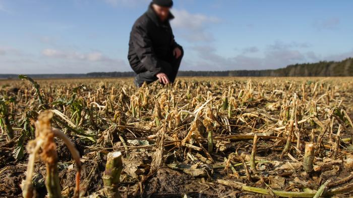 A stock image of a farmer tending his crops in a drought