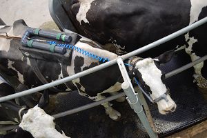 The cows wear a backpack which monitors their methane output