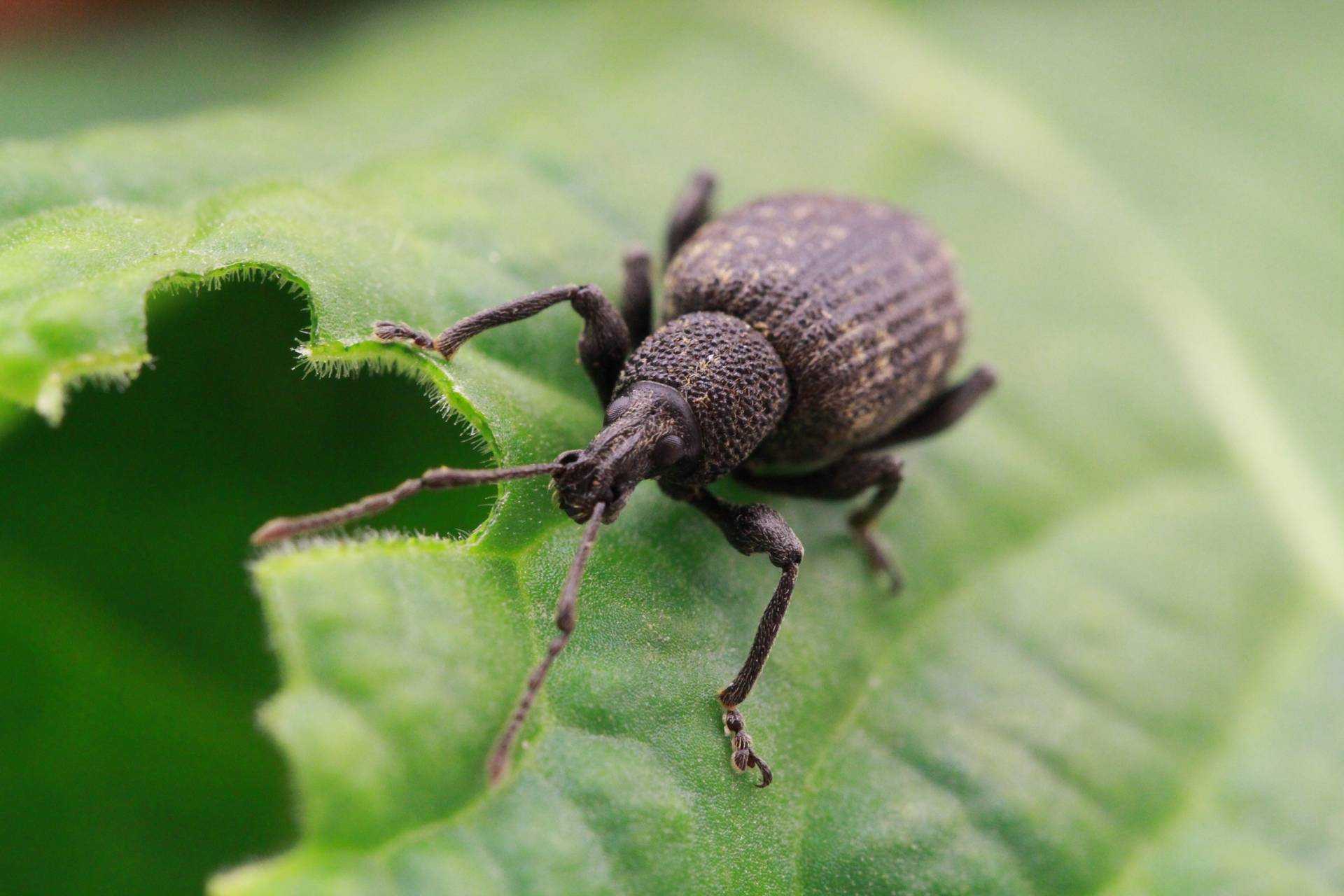 Vine weevil (Otiorhynchus sulcatus)