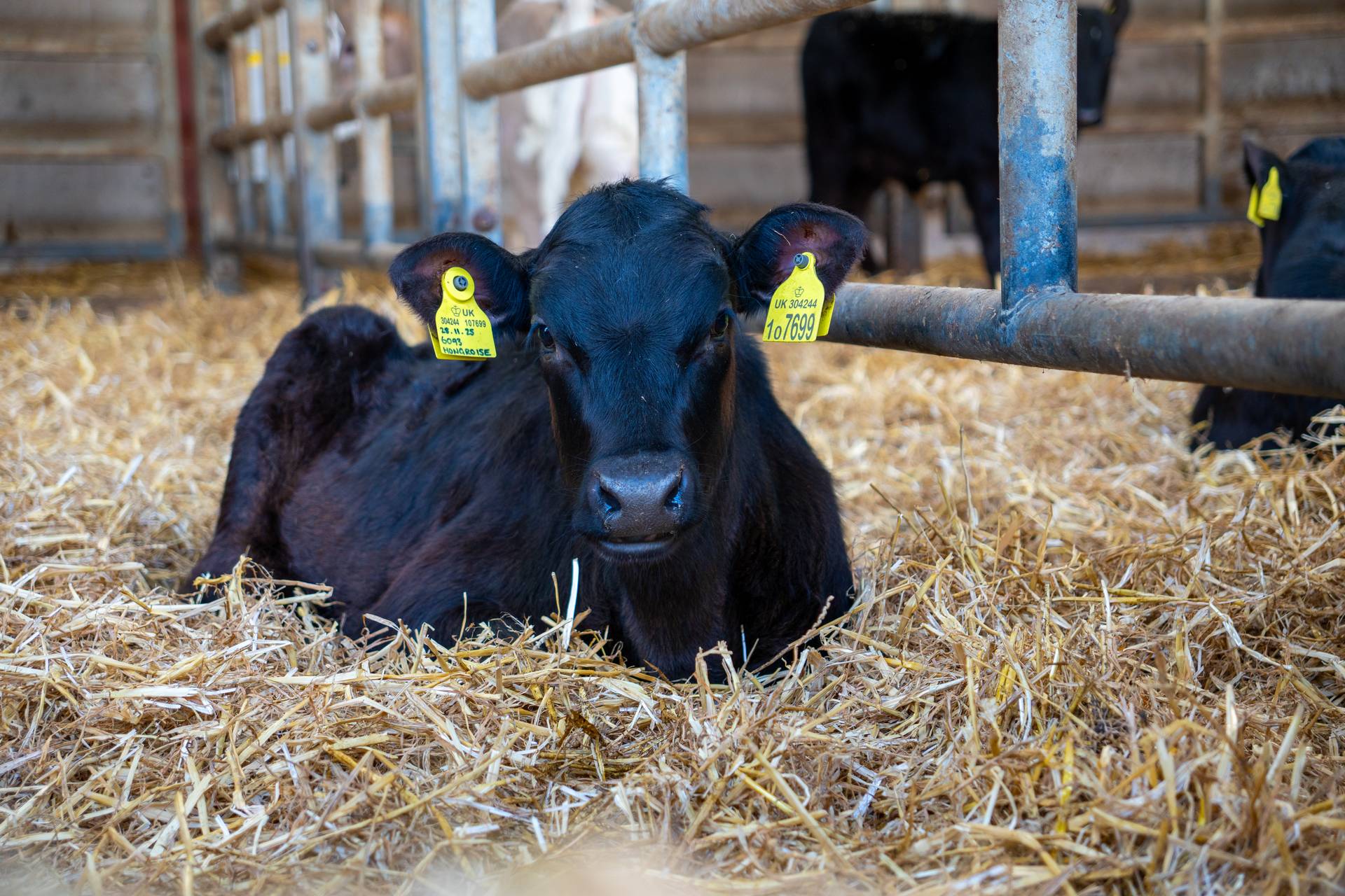 Beef calf at Open Farm Sunday