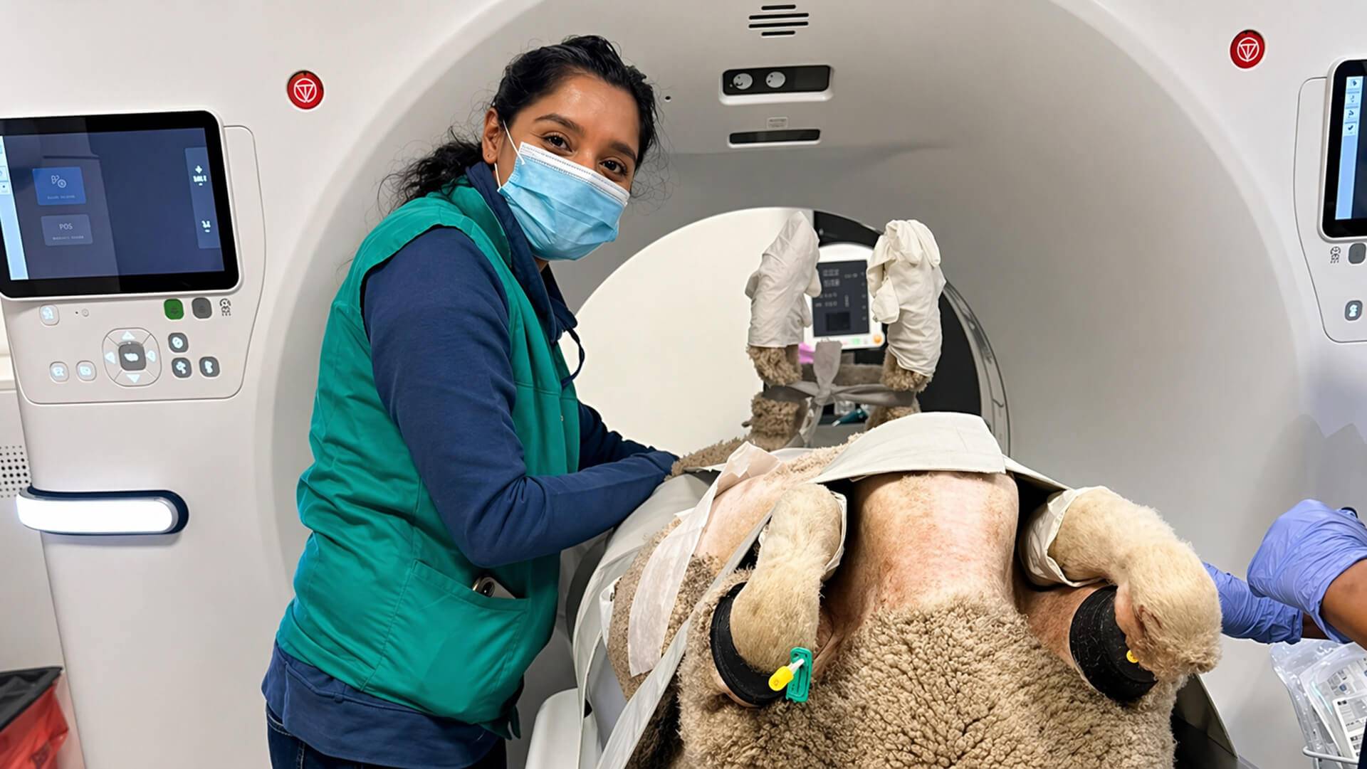 Photograph of Azeemah standing next to a sheep positioned and ready to enter a CT scanner.