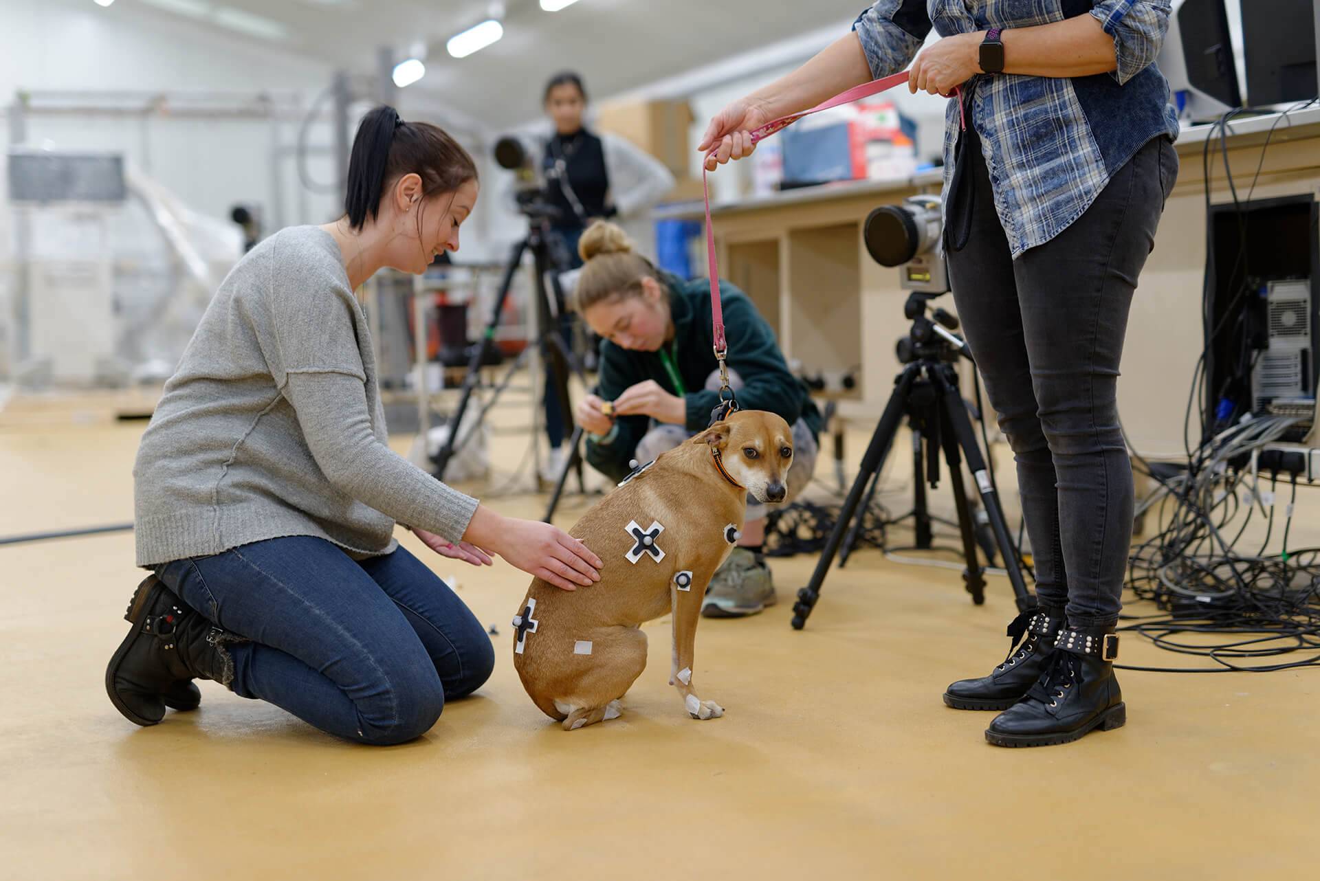 Dr Davies kneeling and placing sensors on a mid-sized dog with a brown coat and white markings on its face and paws. Three researchers in the background setting up equipment, including cameras on tripods.