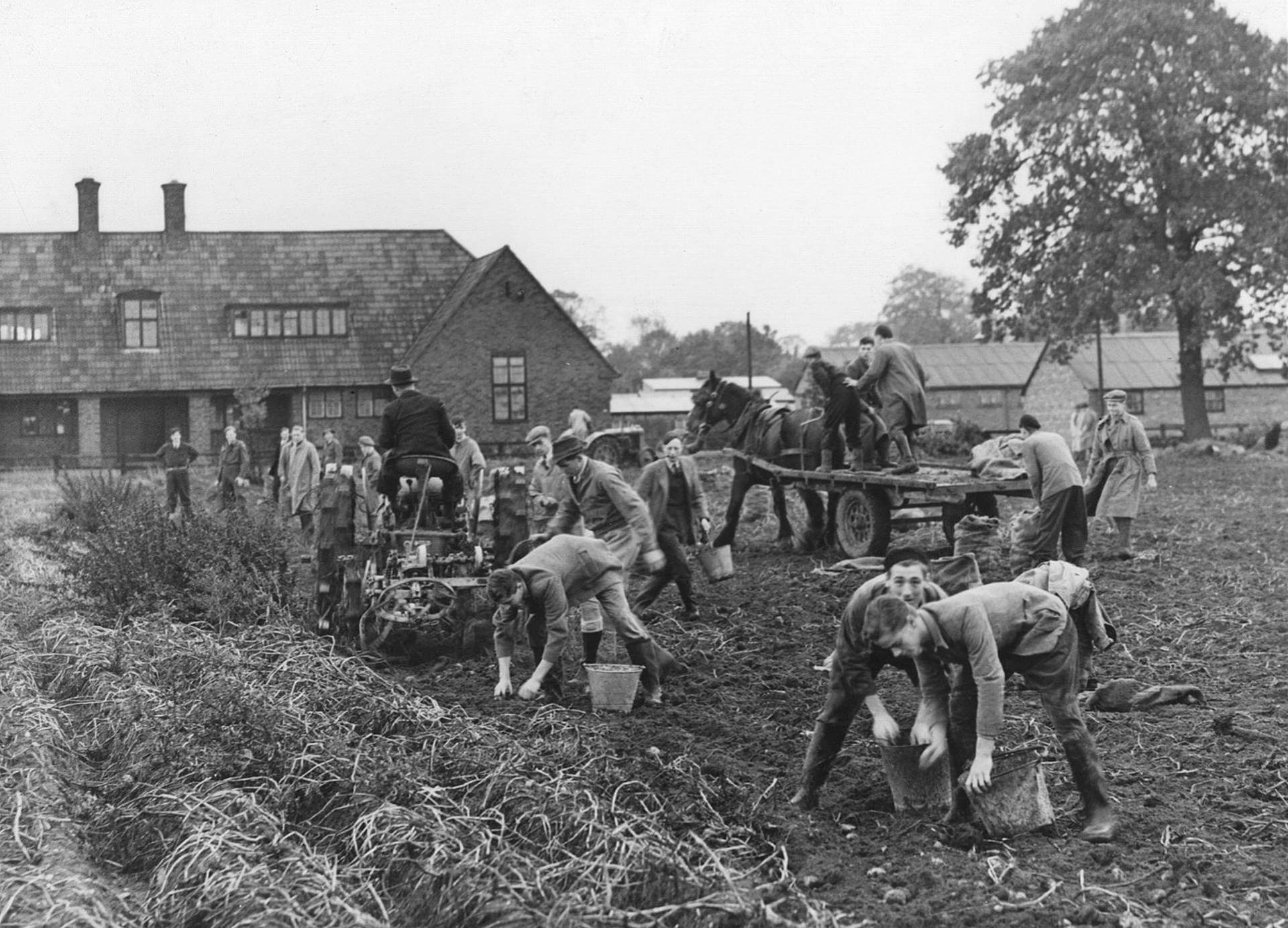 Potato harvest